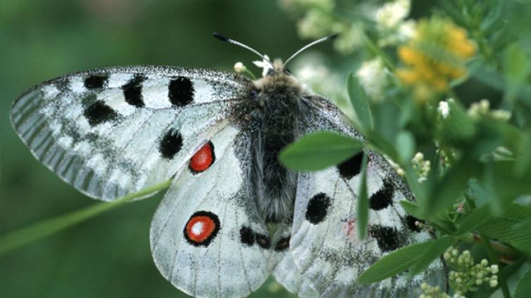 Fliegende-Edelsteine-c-Nationalpark-Kalkalpen.jpg © Nationalpark-Kalkalpen Fliegende Edelsteine