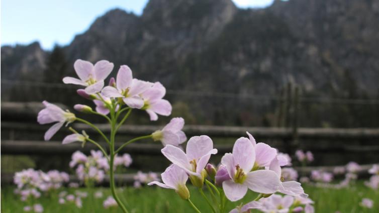 Flora Fauna Alpen