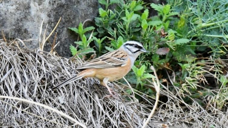 Frühling-im-Weltkulturerbe-Wachau-c-BirdLife-Österreich-W.Kantner.jpg © BirdLife-Österreich-W.Kantner Frühling im Weltkulturerbe Wachau