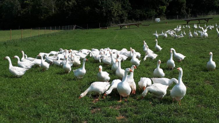 Gänse auf einer Wiese