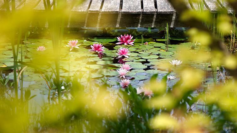 Gartenteichpflege