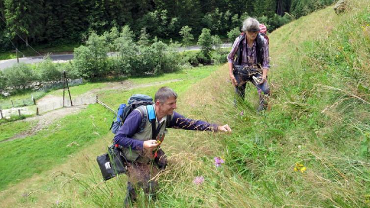 Gefäßpflanzen Langenwang im Mürztal-c-I. Wendelin.jpg © I. Wendelin Gefäßpflanzen Langenwang im Mürztal