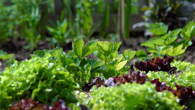 Gemüsegarten-c-Alexander Haiden.jpg © Alexander Haiden Gemüsegarten