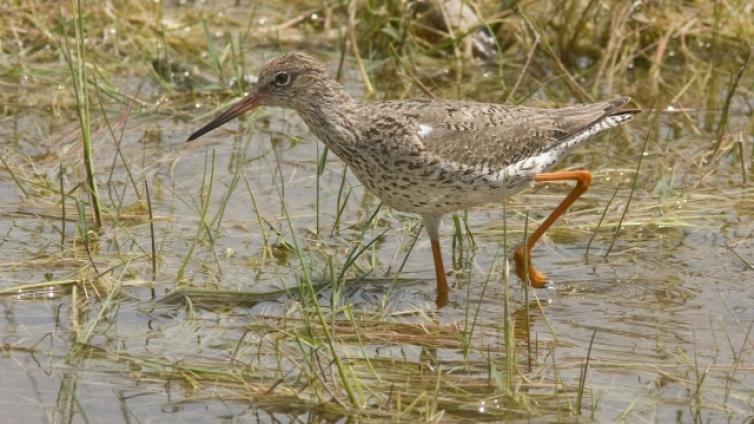 Graurinder für den Rotschenkel   Flächenmanagement im Nationalpark Neusiedler See   Seewinkel