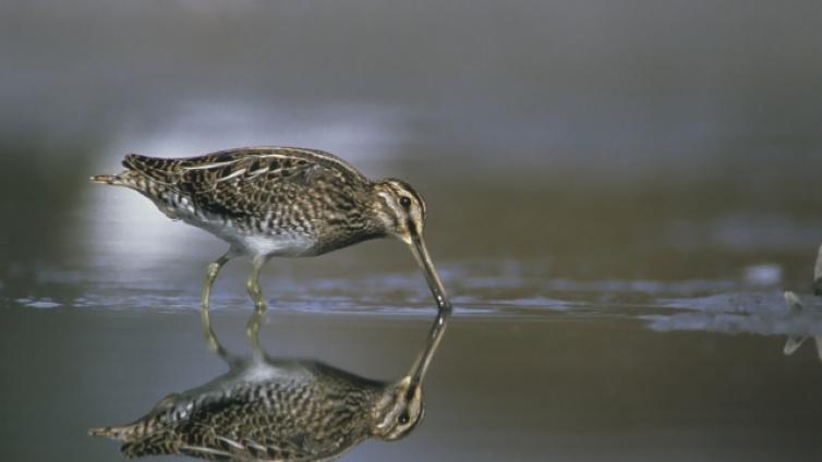 Hochsaison-im-Seewinkel-Brutvögel-und-Durchzügler-c-BirdLife-Österreich-P.Buchner.jpg © BirdLife-Österreich-P.Buchner Hochsaison im Seewinkel Brutvögel und Durchzügler