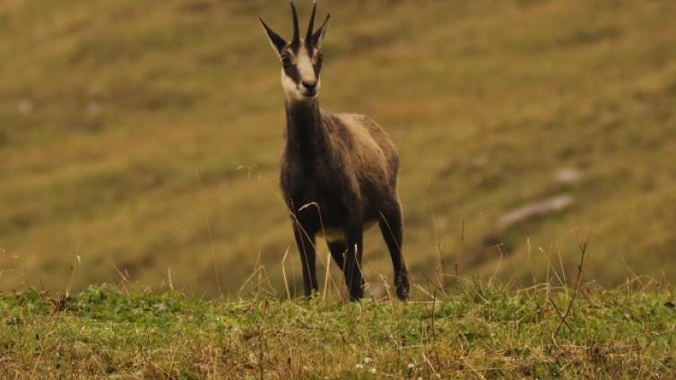 Jagd im Karwendel