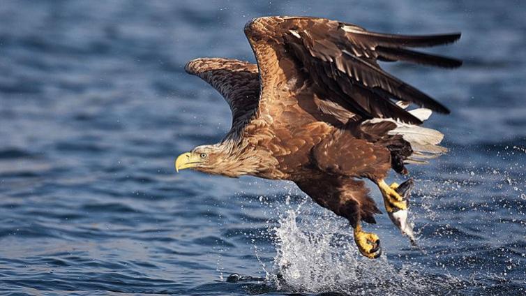 K-Seeadler-C-Peltomäki.jpg © Peltomäki K Seeadler