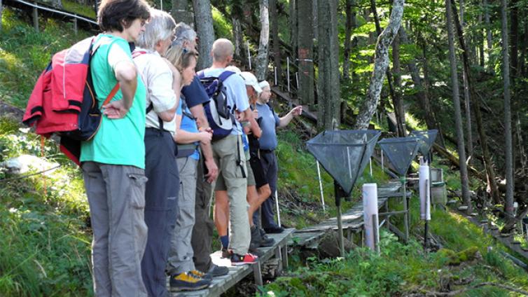 Klimawandel im Bergwald