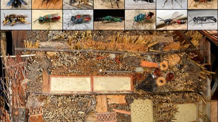 Korrekter Bau einer Wildbienennisthilfe bzw eines Insektenhotels-c-NaturschutzAkademieSteiermark.jpg © NaturschutzAkademieSteiermark Korrekter Bau einer Wildbienennisthilfe bzw eines Insektenhotels