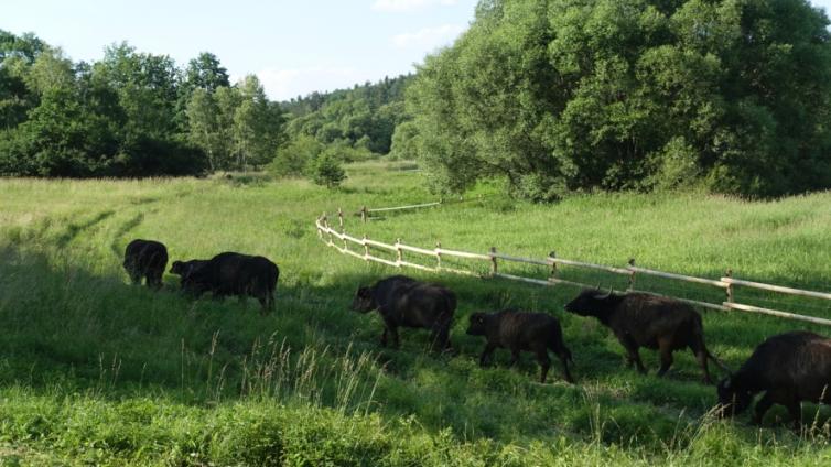 Büffel in der Natur