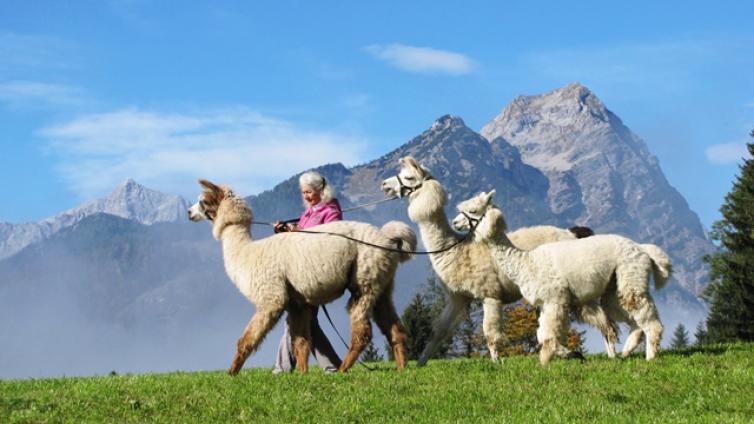 mit-alpakas-lamas-in-die-berge-c-elisabeth-nieskens.jpg © elisabeth-nieskens mit alpakas lamas in die berge