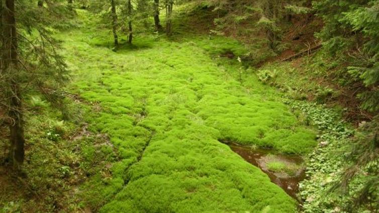 Moor-c-Naturschutz Akademie.jpg © Naturschutz Akademie Moor