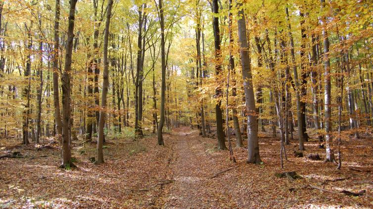 Naturpark Purkersdorf - Herbststimmung-c-Naturpark Purkersdorf.jpg © Naturpark Purkersdorf Naturpark Purkersdorf Herbststimmung