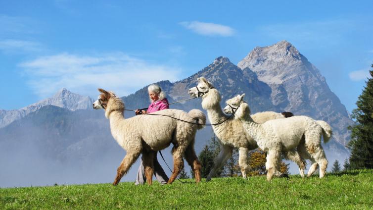 no-reuse-20-mit-alpakas-lamas-in-die-berge-c-elisabeth-nieskens-1.jpg © elisabeth-nieskens-1 no reuse 20 mit alpakas lamas in die berge