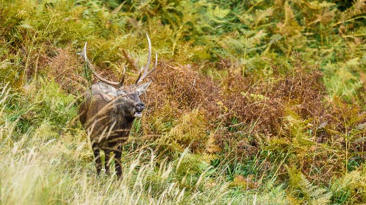 no-reuse-20-VAR-UNTER-wildtiere-erleben-hirschlosn-herbst-c-npkalkalpen-j-haijes-1.jpg © npkalkalpen-j-haijes-1 no reuse 20 VAR UNTER wildtiere erleben hirschlosn herbst