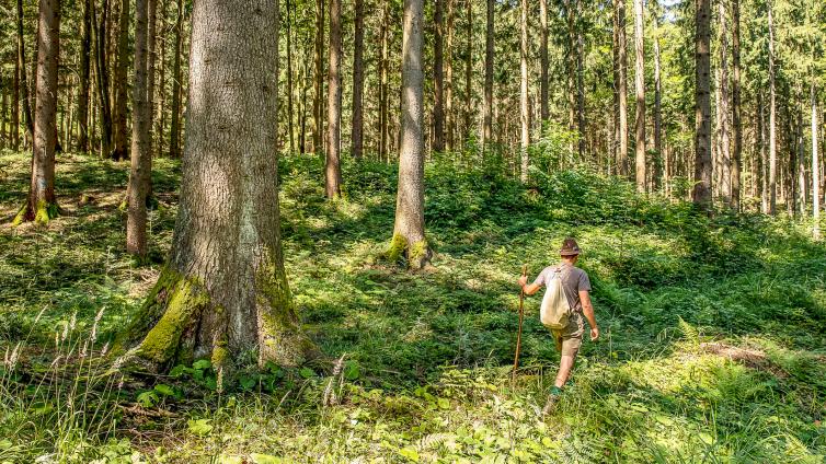 no-reuse-20-wald-der-zukunft-c-historikum-scharnstein-1.jpg © historikum-scharnstein-1 no reuse 20 wald der zukunft
