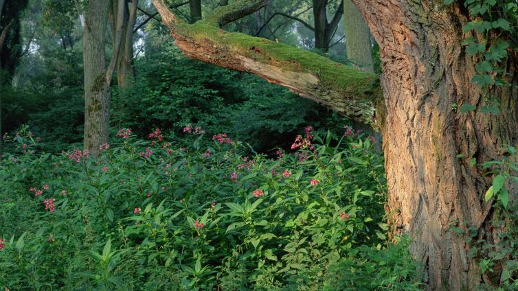no-reuse-Au_Auwald_Auwaldbäume-c-ÖBf-Archiv.jpg © ÖBf-Archiv no reuse Au Auwald Auwaldbäume