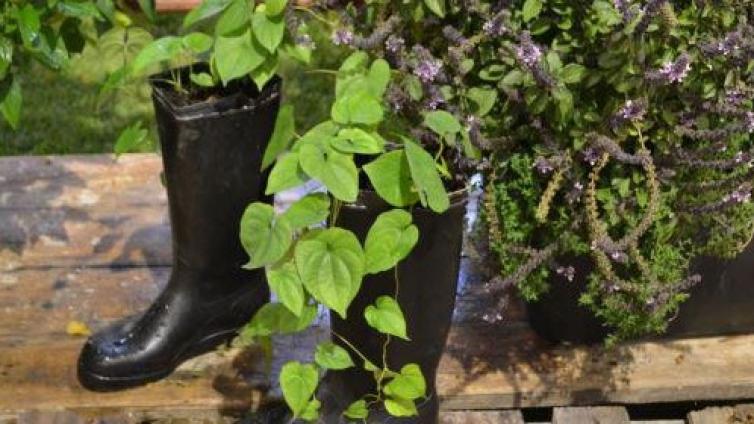 no-reuse-Balkon und Terrasse begrünen-c-Natur-im-Garten.jpg © Natur-im-Garten no reuse Balkon und Terrasse begrünen