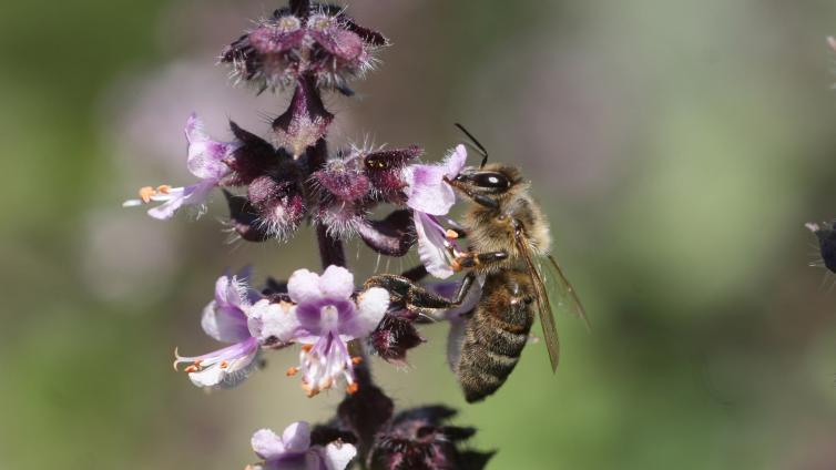 no reuse Bienen Spezialkurs Bienengesundheit