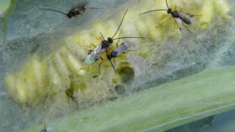 no-reuse-Biologischer Pflanzenschutz-c-Natur-im-Garten-c-BHaidler.jpg © BHaidler no reuse Biologischer Pflanzenschutz c Natur im Garten