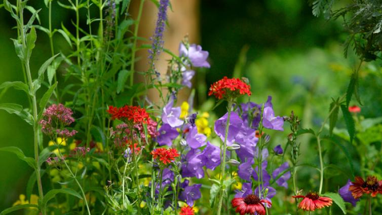 no-reuse-Blütenreiche Staudenbeete-c-Natur-im-Garten-AHaiden.jpg © Natur-im-Garten-AHaiden no reuse Blütenreiche Staudenbeete