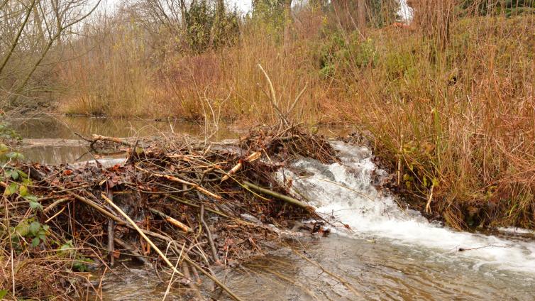 no reuse Der Biber einer der größten Baumeister der Natur