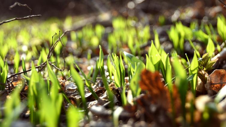 no reuse Der Frühling erwacht