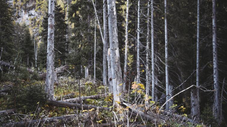 no reuse Die Klimakrise die Herausforderung für den Waldbau