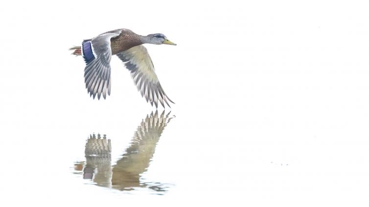 no-reuse-Enten auf der Durchreise -c-Rupert Kogler.jpg © Rupert Kogler no reuse Enten auf der Durchreise