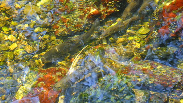 no-reuse-Fauna-aquatica-c-Marc-Graf.jpg © Marc-Graf no reuse Fauna aquatica