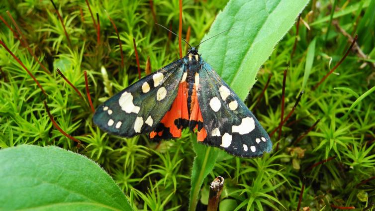 no-reuse-Fliegende-Edelsteine-Schoenbaer-c-NP-Kalkalpen-Stueckler.jpg © NP-Kalkalpen-Stueckler no reuse Fliegende Edelsteine Schoenbaer