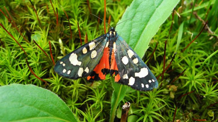 no reuse Fliegende Edelsteine Schoenbaer