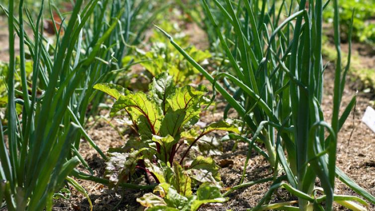no-reuse-Fruchtfolge und Mischkultur bei Gemüse-c-Natur-im-Garten.jpg © Natur-im-Garten no reuse Fruchtfolge und Mischkultur bei Gemüse