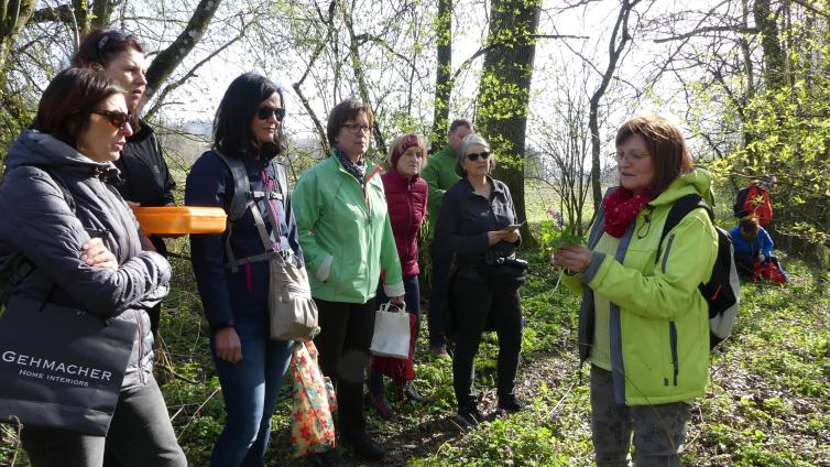 no-reuse-Frühlingskräuterwanderung im Naturpark-c-Naturpark Obst-Hügel-Land.jpg © Naturpark Obst-Hügel-Land no reuse Frühlingskräuterwanderung im Naturpark