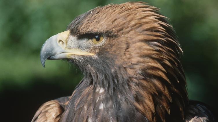 no reuse Greifvögel im Nationalpark Kalkalpen Steinadler