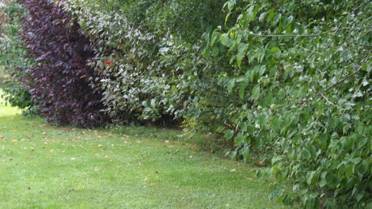 Hecken und Sträucher pflanzen und pflegen Tulln Natur im Garten
