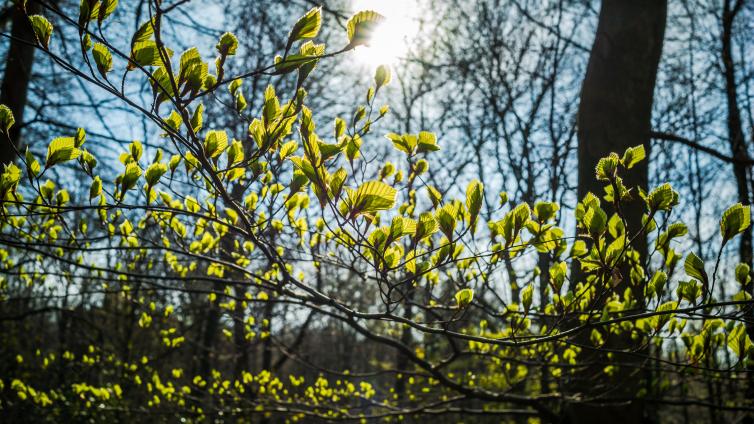 no reuse Heilkraft aus dem Wald