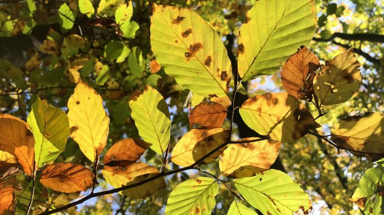 no reuse Herbstimpression NP Purkersdorf Waldfest2019