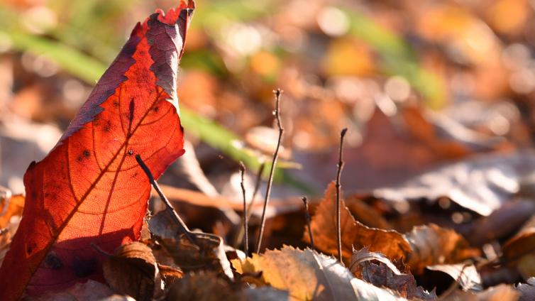 no reuse Indian Summer Ein fotografischer Streifzug