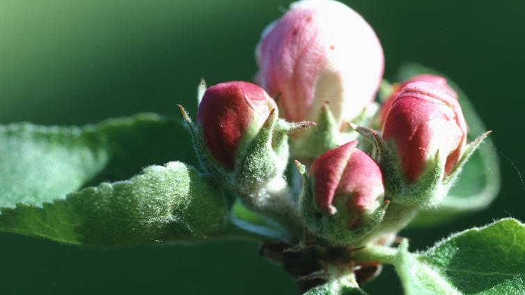 no-reuse-Knospenwanderung-c-Naturpark-Obst-Hügel-Land.jpg © Naturpark-Obst-Hügel-Land no reuse Knospenwanderung