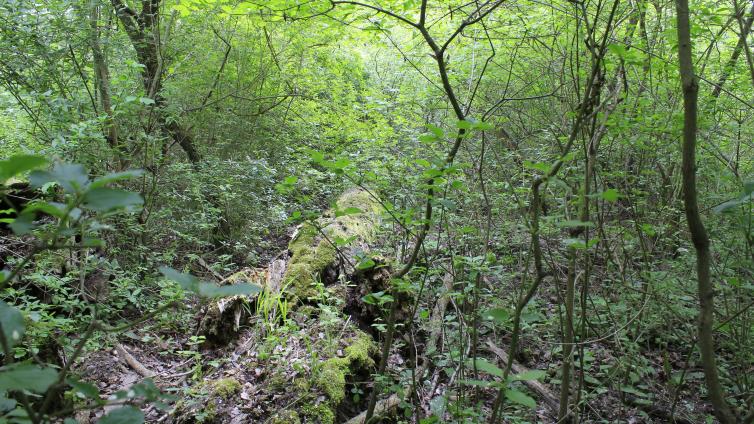 no-reuse-Kräuterwanderung-c-Johann Berthold.JPG © Johann Berthold.JPG no reuse Kräuterwanderung