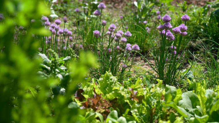 no-reuse-Kräuterwanderung-c-Natur-im-Garten.jpg © Natur-im-Garten no reuse Kräuterwanderung