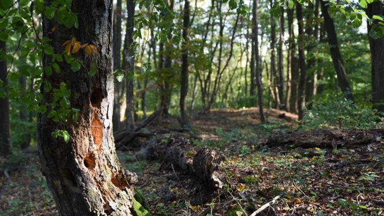 no reuse Mit dem Förster durch den Wald