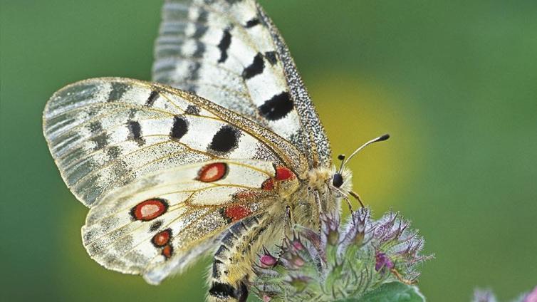 no reuse Naturfotografie für Fortgeschrittene