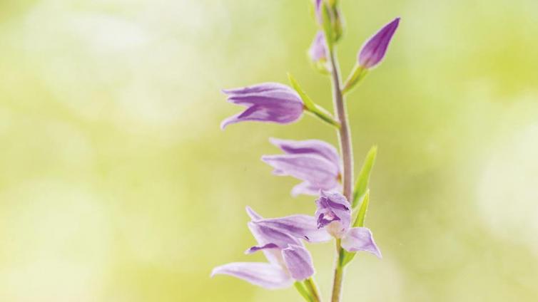 no reuse Orchideen Juwelen der Pflanzenwelt