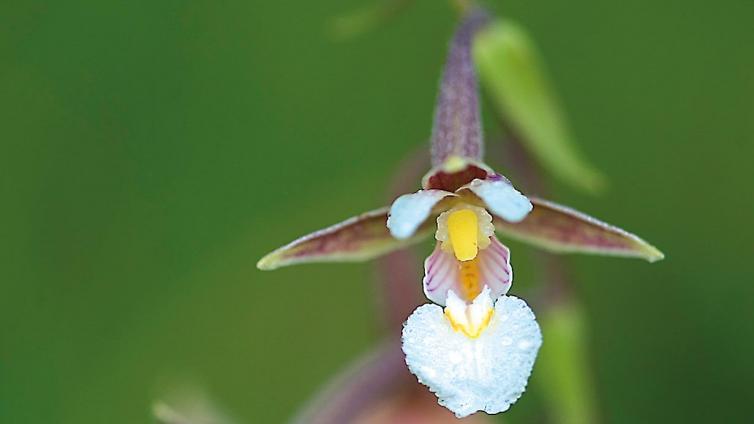 no reuse Orchideenspaziergang