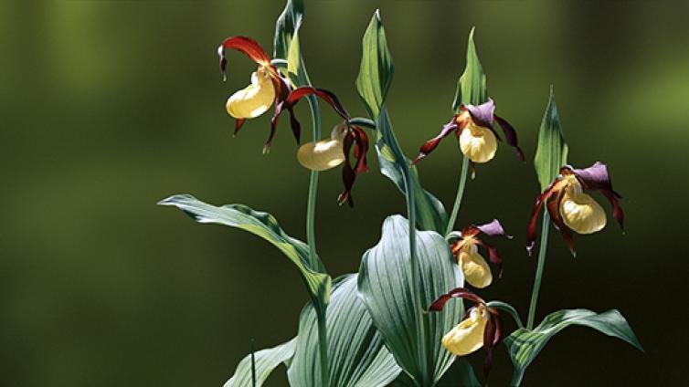 no-reuse-Orchideenwanderung-c-Np-Gesäuse-Johannes Poetscher-vap2017-s22.jpg © Np-Gesäuse-Johannes Poetscher-vap2017-s22 no reuse Orchideenwanderung
