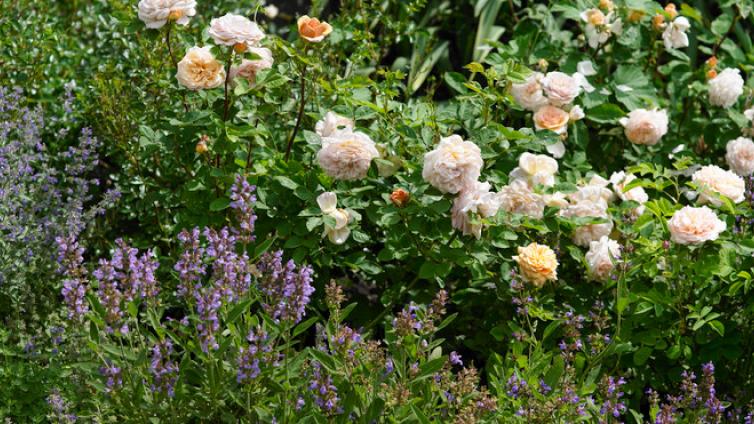 no-reuse-Rosen-c-Natur-im-Garten-AHaiden.jpg © Natur-im-Garten-AHaiden no reuse Rosen