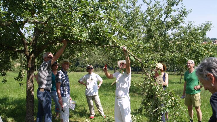 no reuse Schnitt von Obstbäumen im Sommer