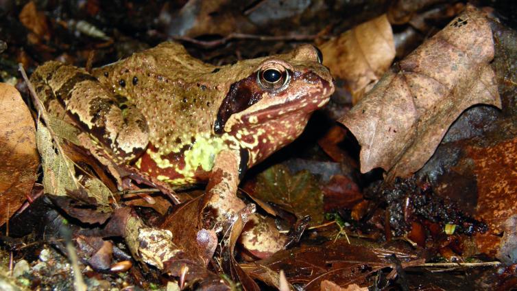no-reuse-Sei kein Frosch-c-Naturpark-Obst-Hügel-Land-Josef Limberger.jpg © Naturpark-Obst-Hügel-Land-Josef Limberger no reuse Sei kein Frosch